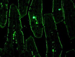 NHE3/SLC9A3, p Ser552 Antibody (14D5), Novus Biologicals 0.1mL; Unlabeled:Antibodies,